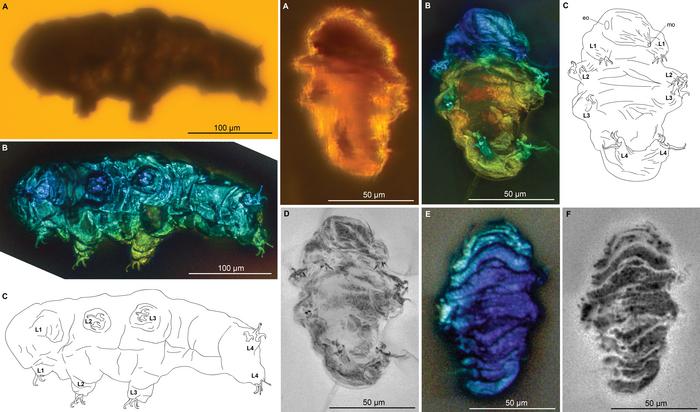 Cretaceous tardigrades.png