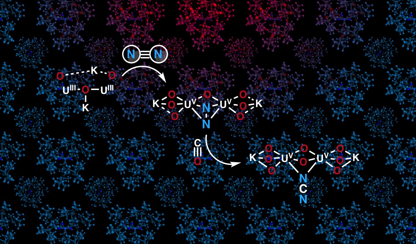 The Oxo-Bridged Uranium Compound Captures Dinitrogen and Converts N2 and CO2 into Cyanamide