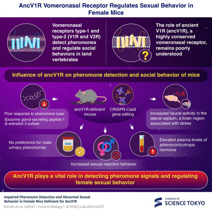 AncV1R Vomeronasal Receptor Regulates Sexual Behavior in Female Mice