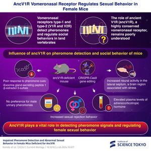 AncV1R Vomeronasal Receptor Regulates Sexual Behavior in Female Mice
