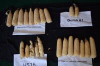 Corn Yields from MLN-Resistant Maize Plants