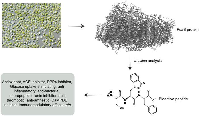 Chlorella vulgaris with bioactive peptides and their pharmacological relevance