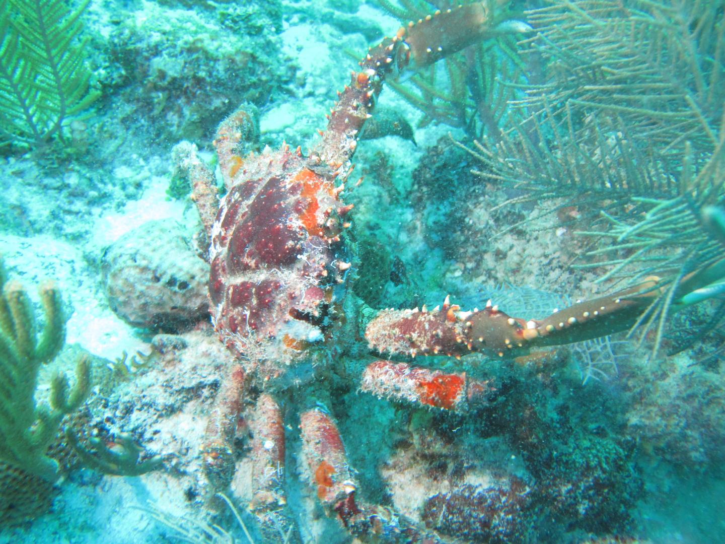 How seaweed-munching crabs could help save co