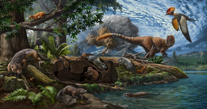 Reconstruction of <i>Fossiomanus senensis</i> and <i>Jueconodon cheni</i>