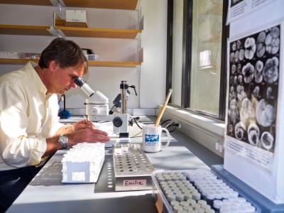 <i>H. balthica</i> Fossils