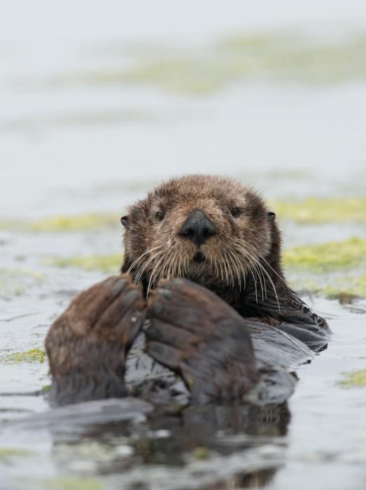 Sea otter in Central California