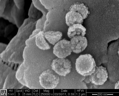 Nanoscavengers Collected on Magnet