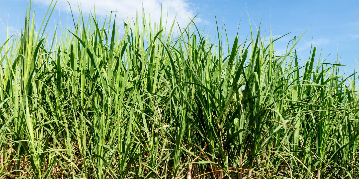 Brazilian sugarcane