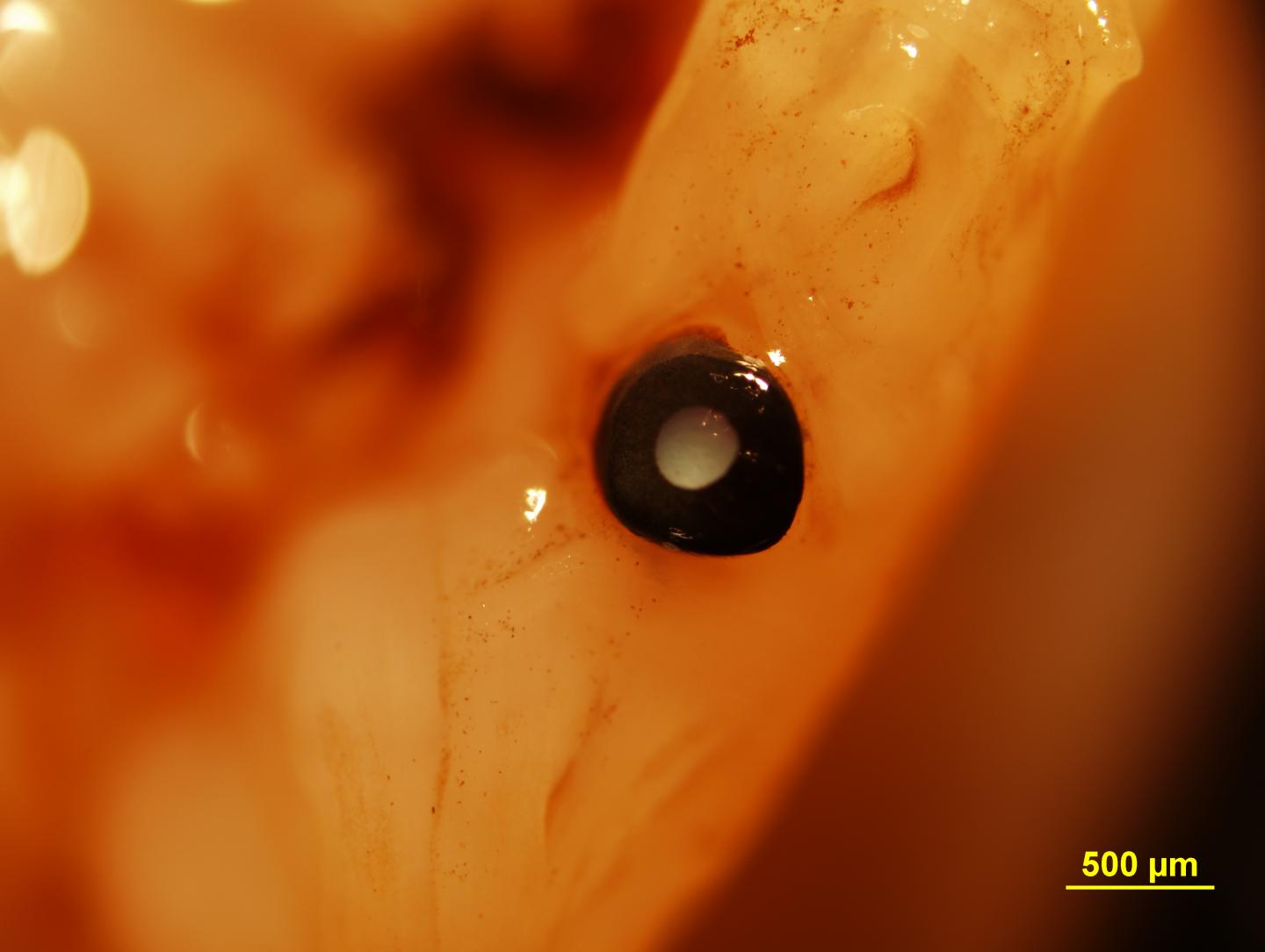 Scallop Eyes Mirror Reflecting Telescopes, Wi EurekAlert!