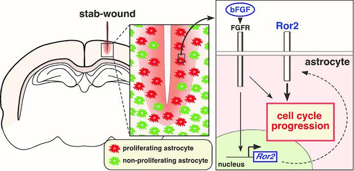 How Brain Tissue Recovers after Injury: The Role of Astrocytes