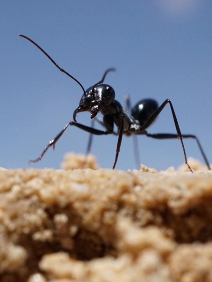 <i>Cataglyphis fortis</i> 2