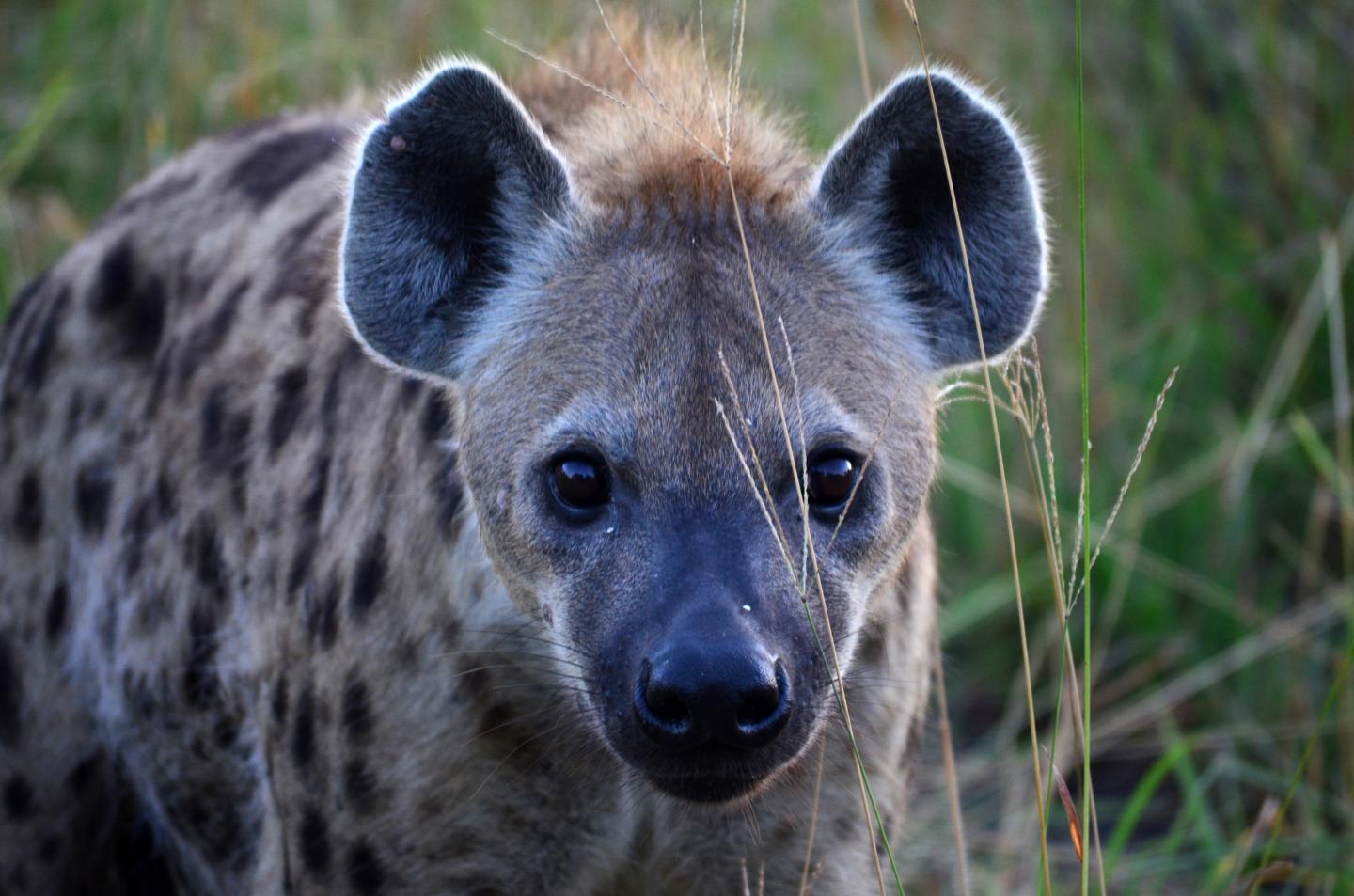 Spotted Hyena