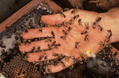 <i>Melipona triplaridis</i>