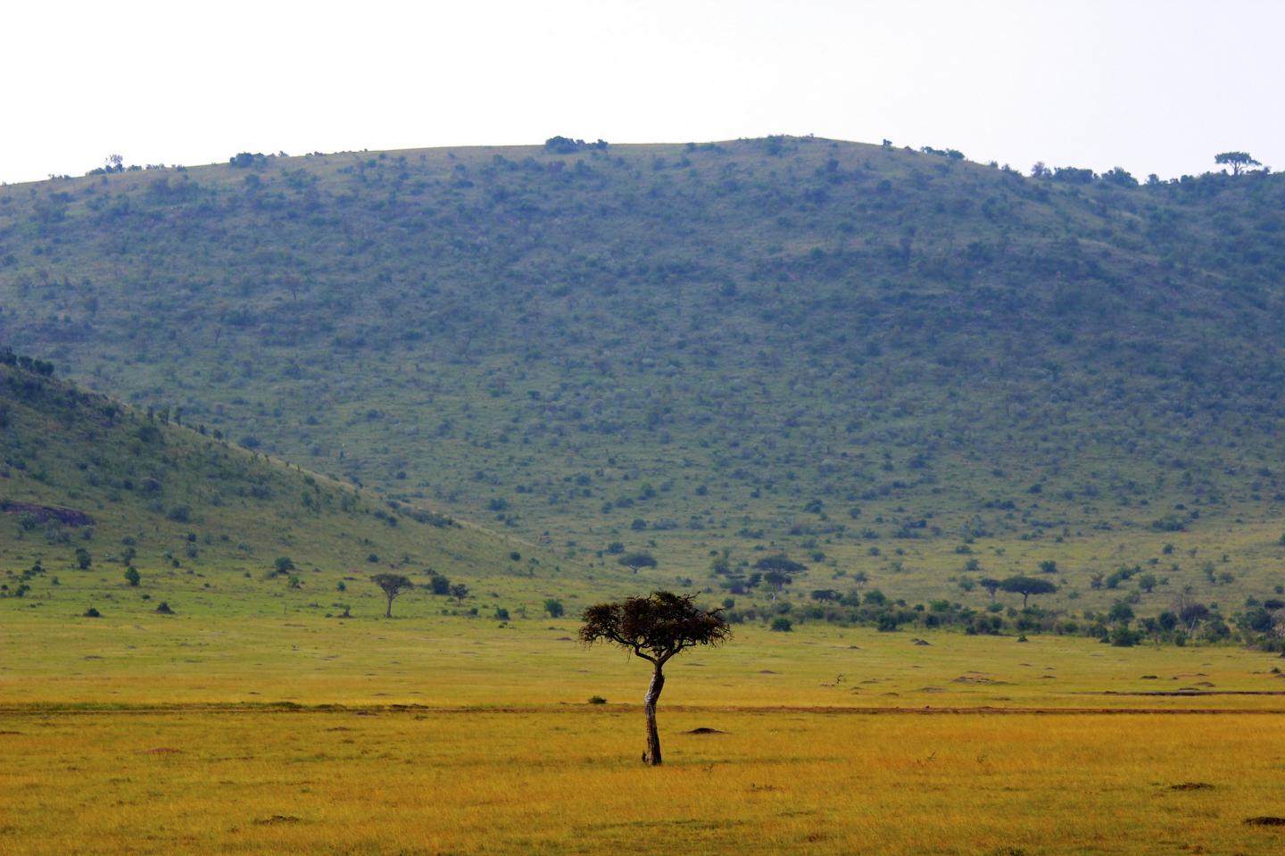 Acacia Tree