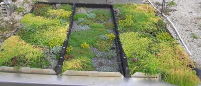 Growing Green Roofs