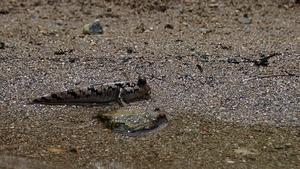 Mudskipper walking