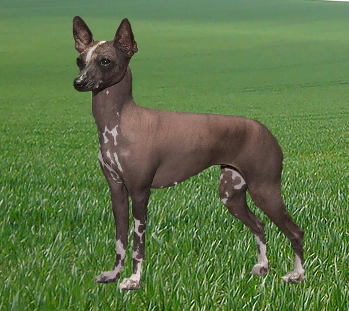 Toy Xoloitzcuintlels