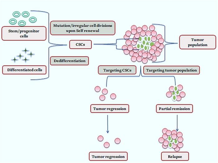 CSC (cancer stem cell) origin and treatment approach for cancer therapy.