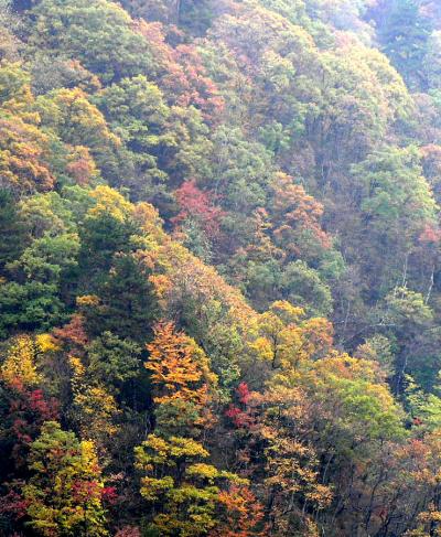 Mixed Beech Forest in China
