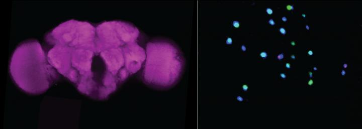 Seeing dead fruit flies is bad for the health of fruit flies – and  neuroscientists have identified the exact brain cells responsible