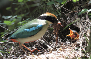 Figure 2. A parent pitta feeding nestlings