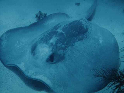 Fish [IMAGE] | EurekAlert! Science News Releases