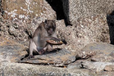 Burmese Long-Tailed Macaque Using Stone Tool