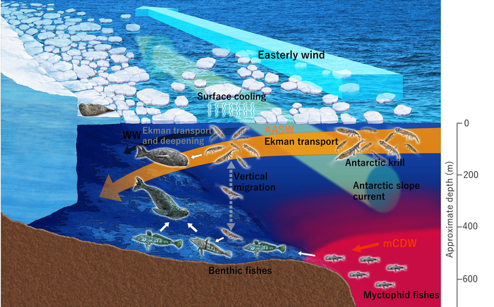 Schematic summary of the study