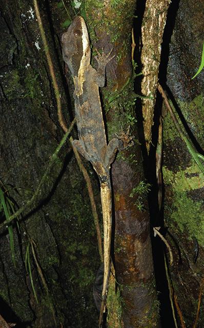 <em>Cyrtodactylus equestris</em>