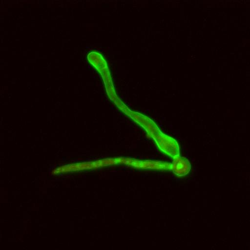 Filamentous Growth in Candida Albicans