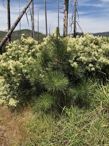 Pine tree among shrubs