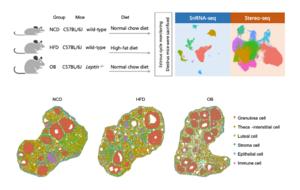 Landscape of ovarian microenvironment in response to high-fat diet and leptin deletion-induced obesity