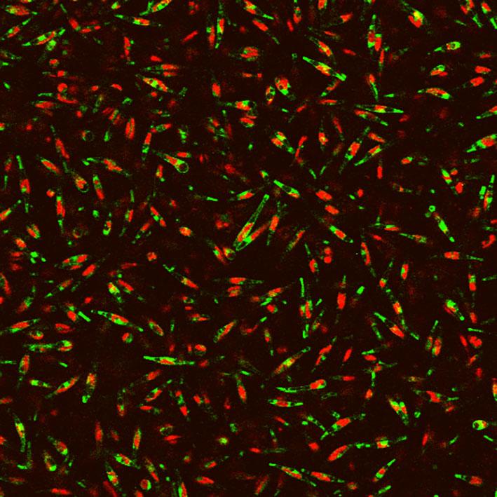Intracellular Spectral Recompo Image Eurekalert Science News Releases