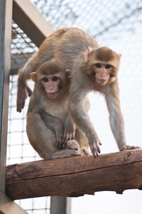 Rhesus monkeys