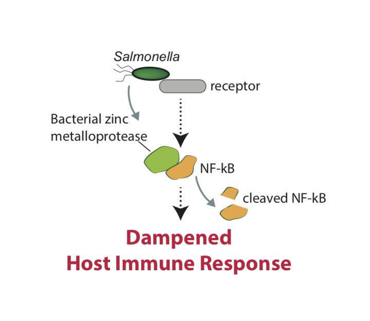 Disabling Cell Defenses