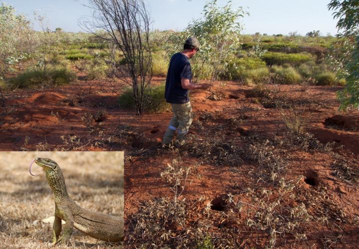 Yellow-Spotted monitor lizard in Australia