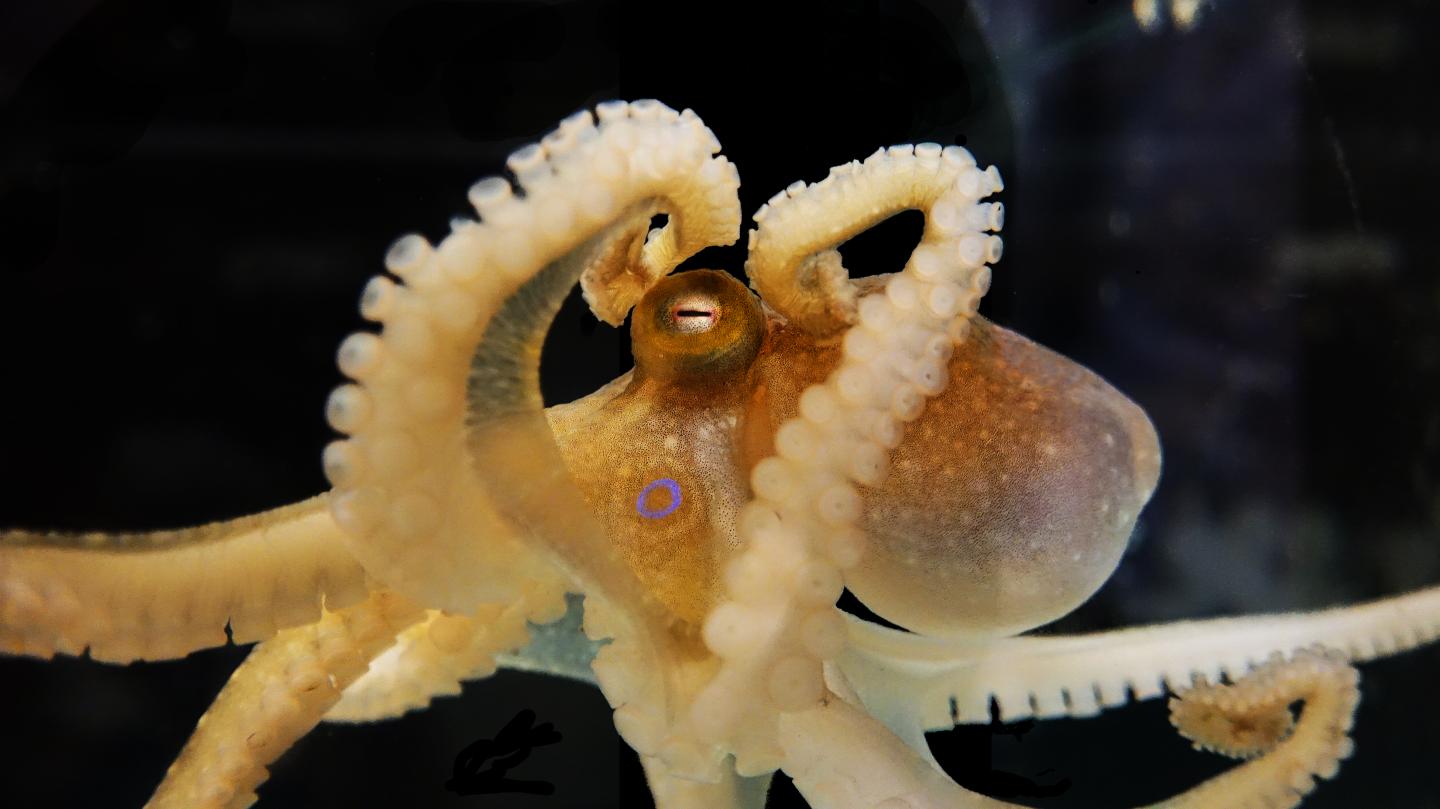 California 2-spot Octopus
