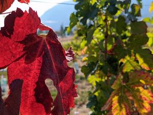 Cold snaps in Canada’s Okanagan wine region have resulted in significant loss of grapes