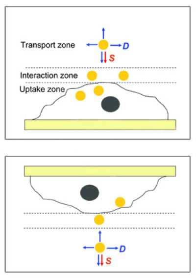 Comparing Right-side-up and Upside-down Cellular Uptakes