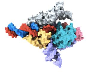 Cryo-EM map of a Fanzor protein