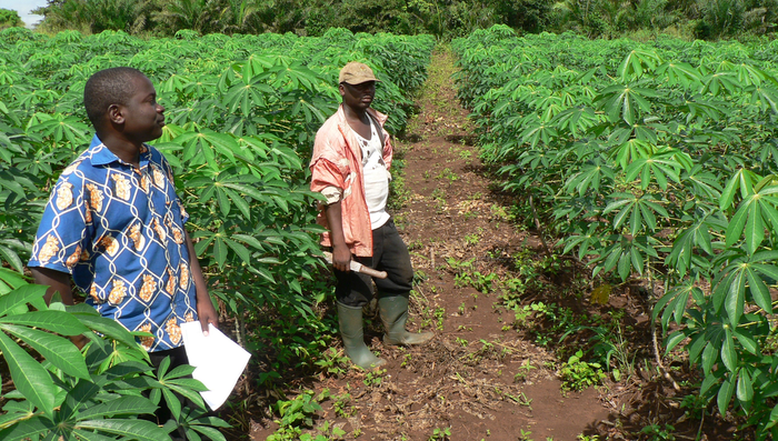 Cassava crop