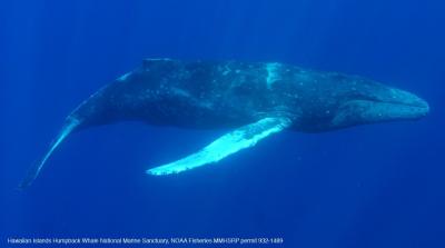 A Humpback Whale Displays Scars on its Skin