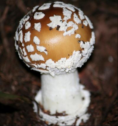 An <i>Amanita</i> Mushroom