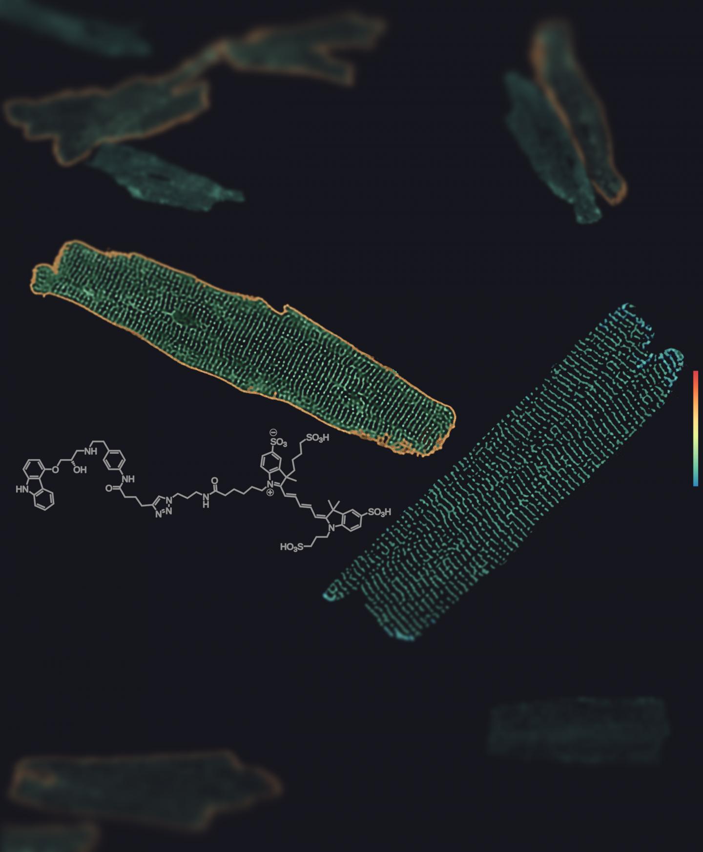 Receptors in Heart Muscle Cells