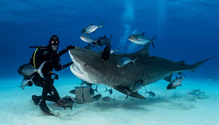 Modern Tiger shark (© Michael Vogelsang / www.seapicture.de)