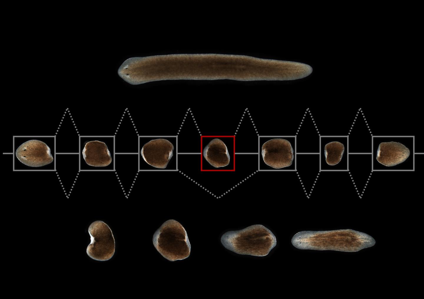 Planarians