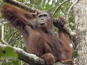 Unflanged male Bornean orangutan