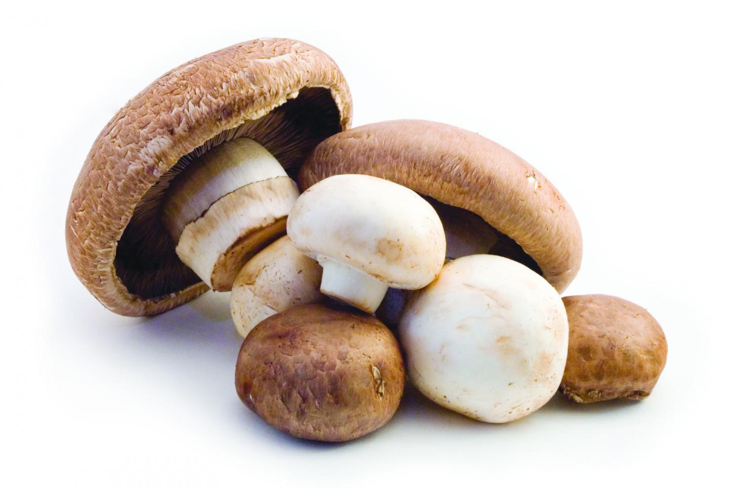 Is Mushroom A Compound Word