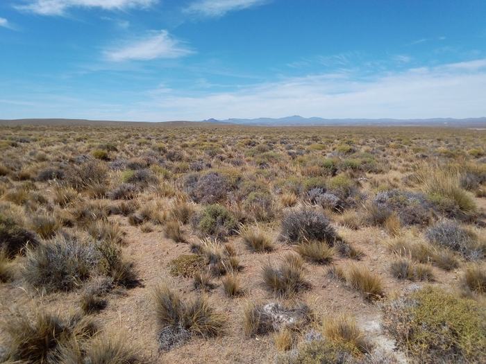 Patagonian steppe (Argentina).