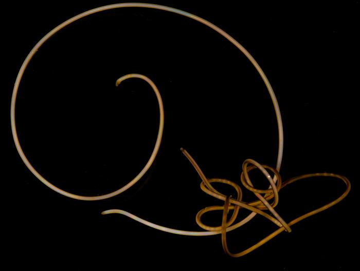 Tangled hairworms